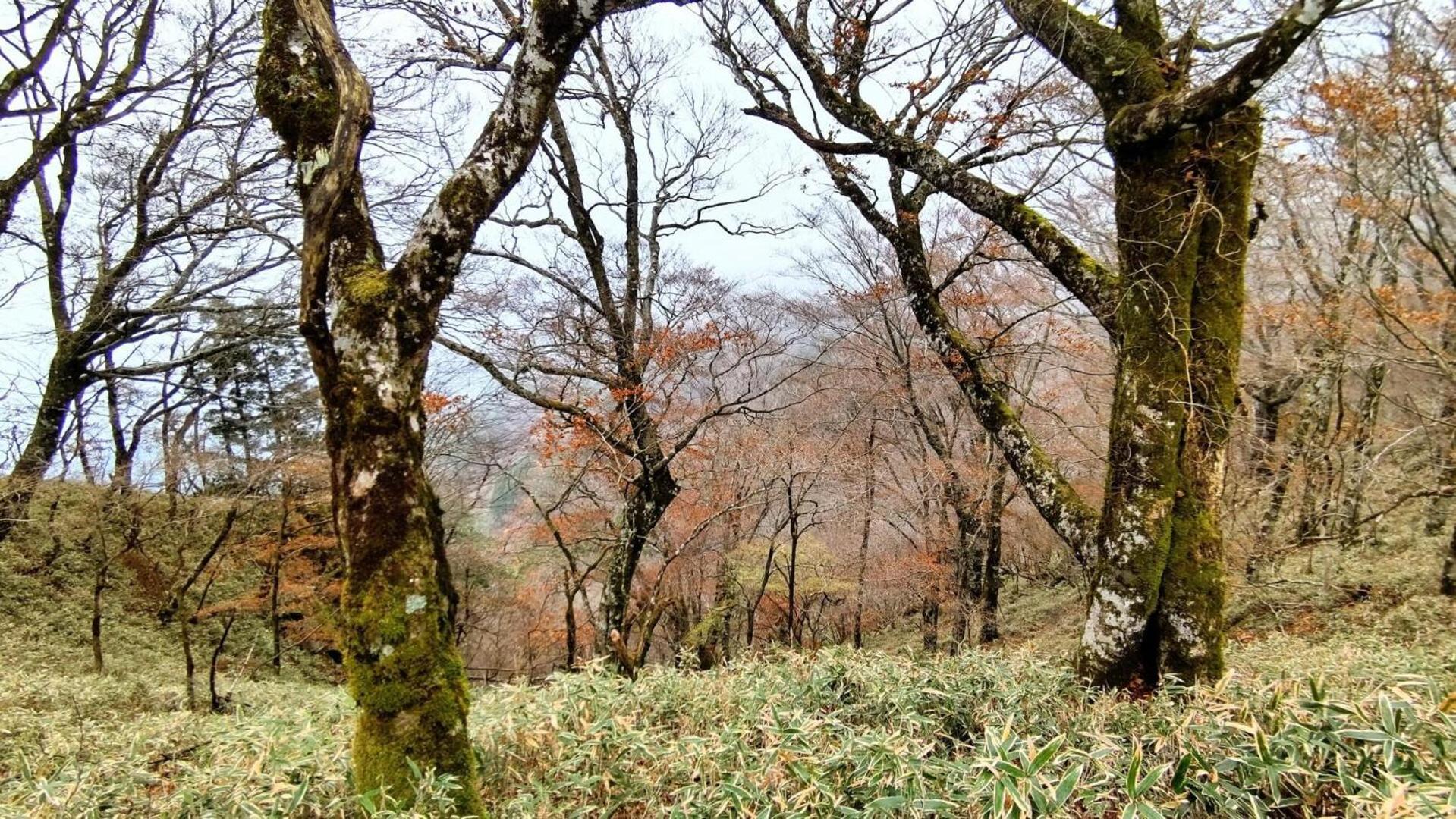 Cosmos Guesthouse Miyoshi (Tokushima) Exterior foto